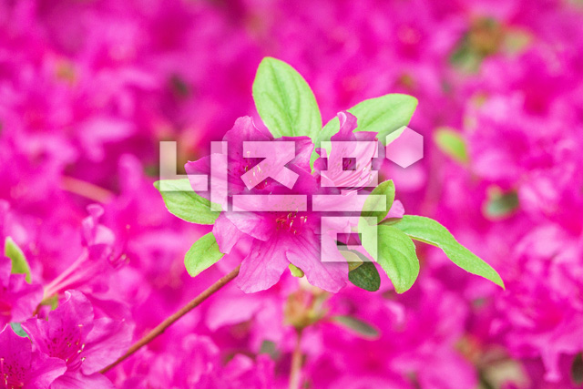산철쭉 이미지 미리보기