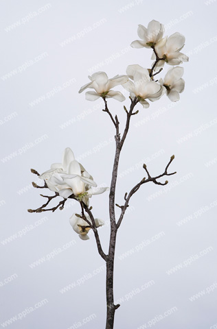 목련 이미지 미리보기