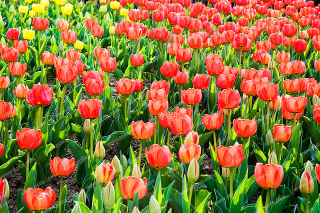 튤립 이미지 미리보기