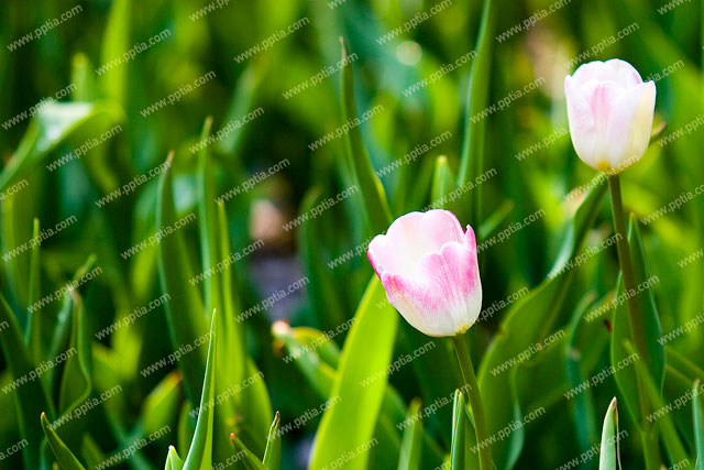 튤립 이미지 미리보기