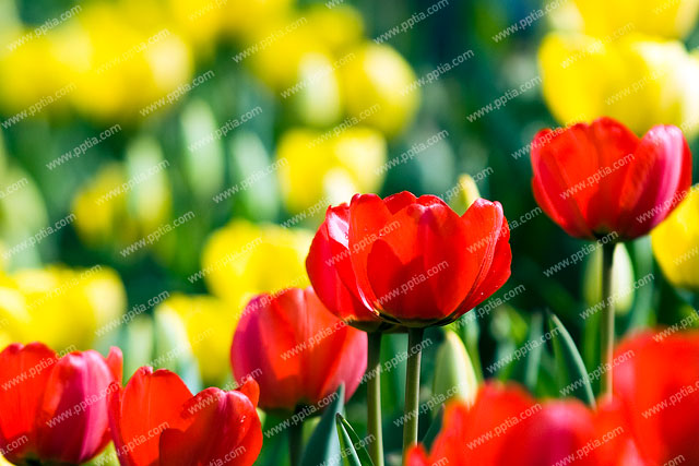 튤립 이미지 미리보기