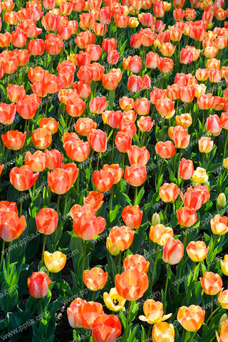 튤립 이미지 미리보기