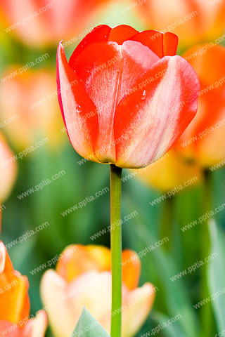튤립 이미지 미리보기