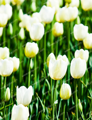 튤립 이미지 미리보기
