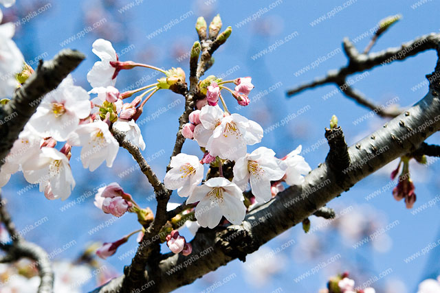 벚꽃 이미지 미리보기