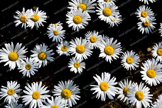 샤스타데이지 이미지 미리보기