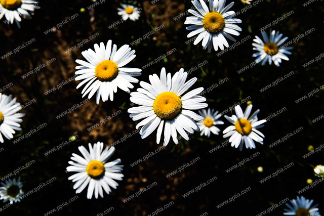 샤스타데이지 이미지 미리보기