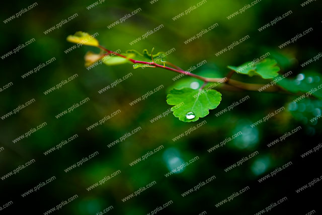 나뭇잎 위에 물방울 이미지 미리보기