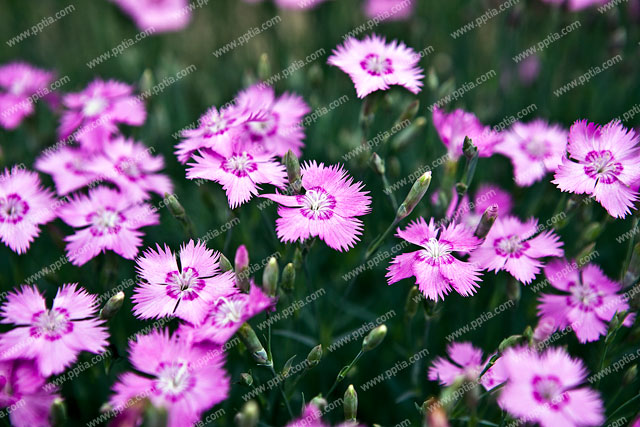 꽃 이미지 미리보기