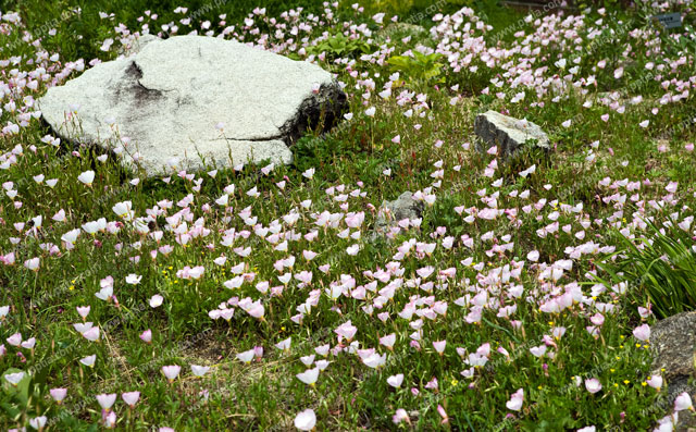 애기자운(콩과) 이미지 미리보기