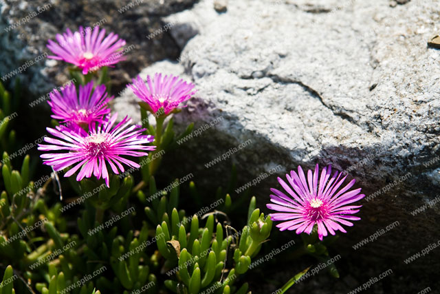 솔잎채송화(석류풀과) 이미지 미리보기