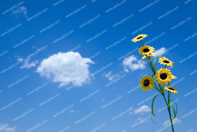 해바라기 이미지 미리보기