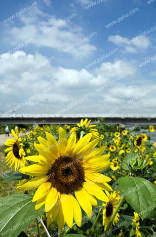 해바라기 이미지 미리보기