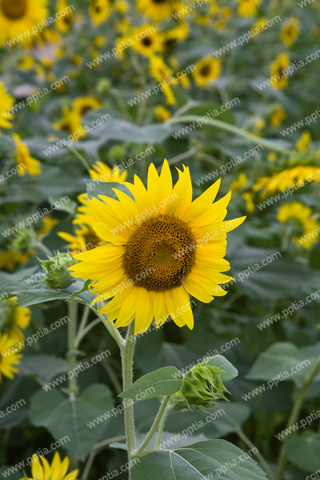 해바라기꽃 이미지 미리보기