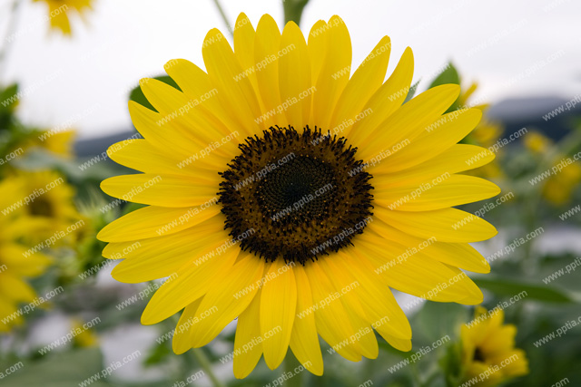 해바라기꽃 이미지 미리보기