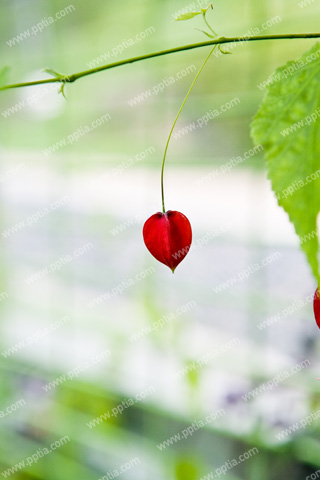 열대성 식물(아부틸론) 이미지 미리보기