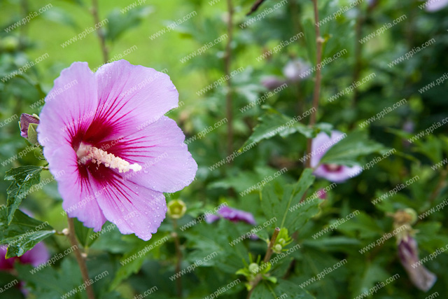 무궁화꽃 이미지 미리보기