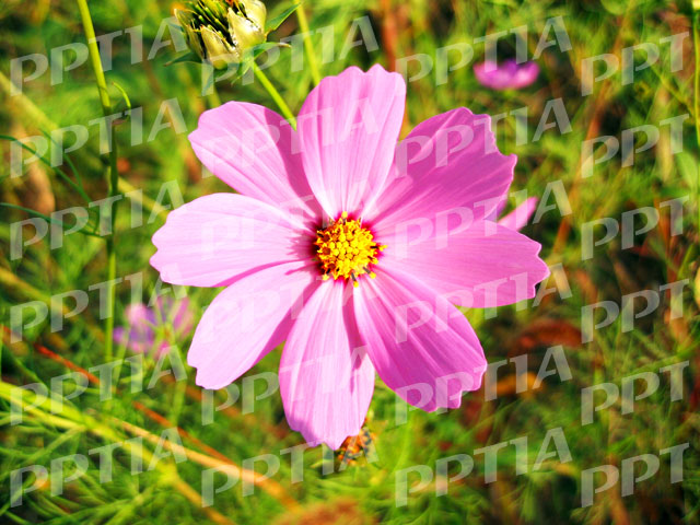 꽃 이미지 미리보기
