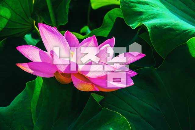 연꽃 이미지 미리보기