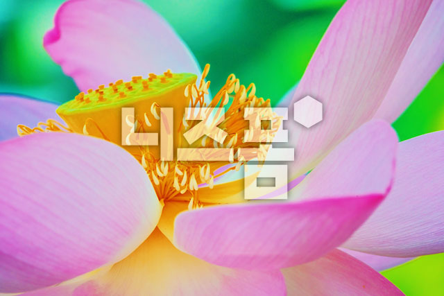연꽃 이미지 미리보기