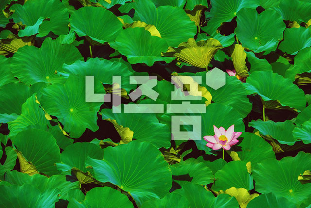 연꽃 이미지 미리보기