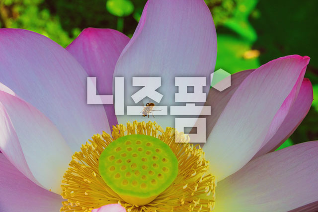 연꽃 이미지 미리보기