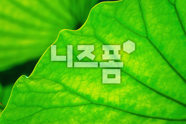 연꽃잎 이미지 미리보기