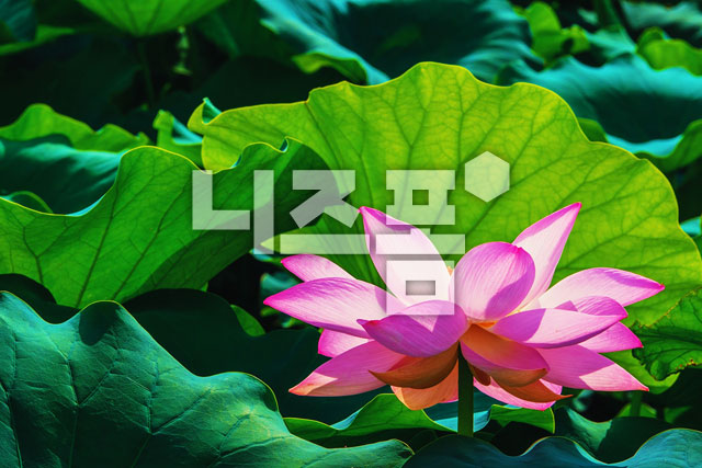 연꽃 이미지 미리보기