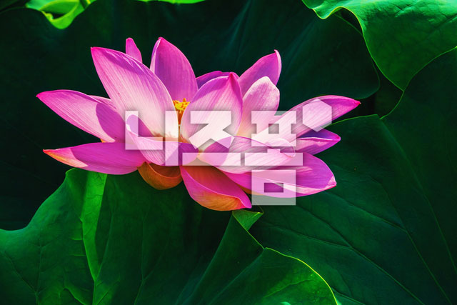 연꽃 이미지 미리보기