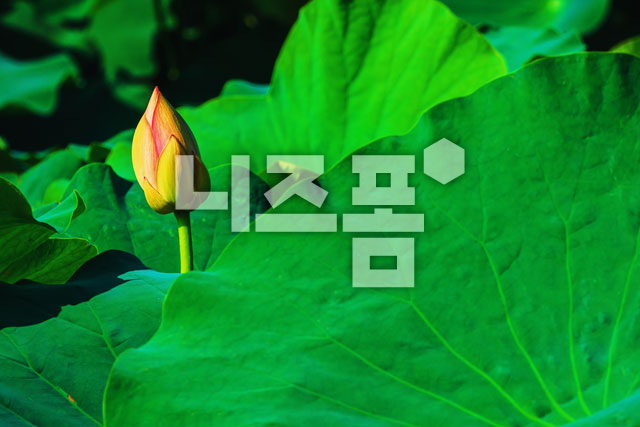 연꽃 이미지 미리보기