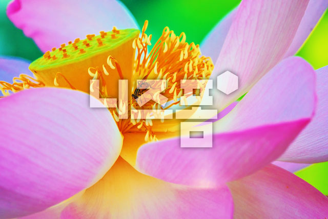 연꽃 이미지 미리보기