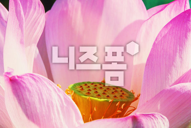 연꽃 이미지 미리보기