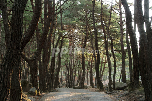 소나무 이미지 미리보기