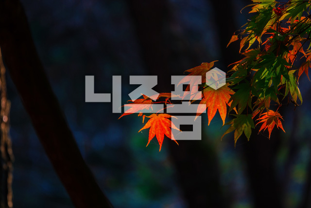 단풍잎 이미지 미리보기