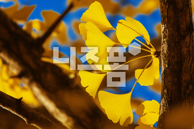은행나뭇잎 이미지 미리보기