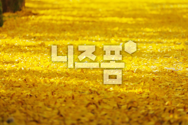떨어진 은행나뭇잎 이미지 미리보기