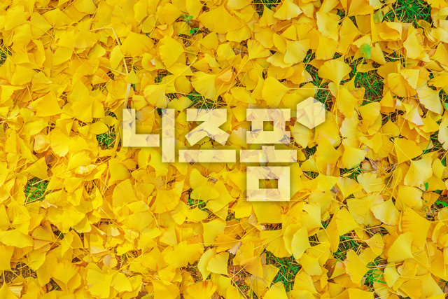 은행나뭇잎 이미지 미리보기