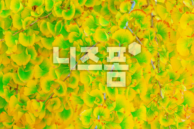 은행나뭇잎 이미지 미리보기