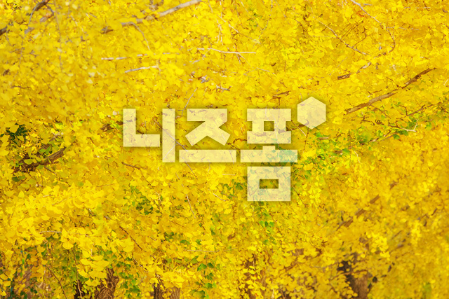 은행나무 이미지 미리보기