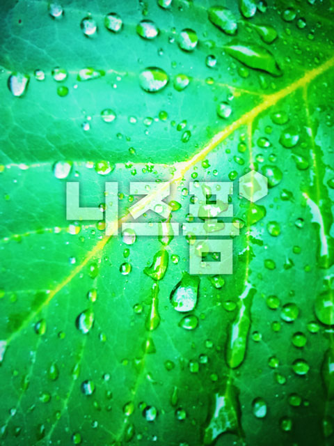 나뭇잎위에빗방울 이미지 미리보기