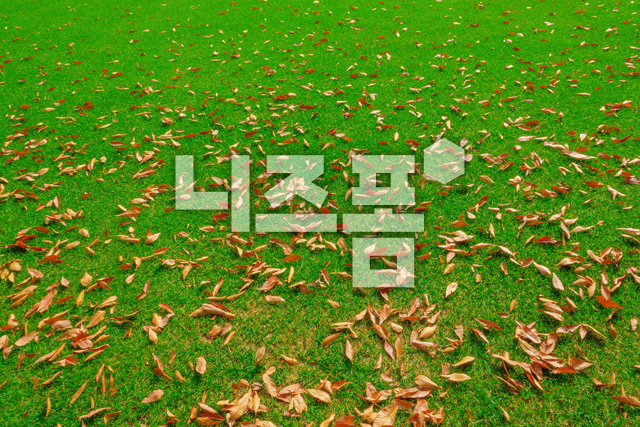잔디위에낙엽잎 이미지 미리보기