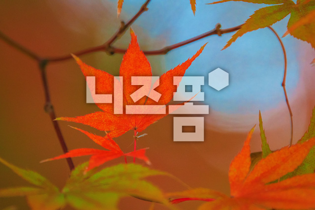 가을단풍잎 이미지 미리보기