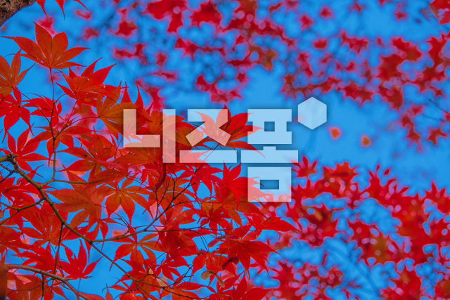 가을단풍잎 이미지 미리보기