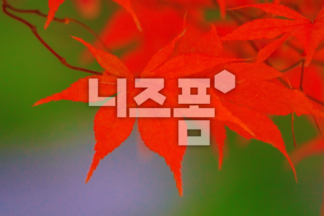 가을단풍잎 이미지 미리보기