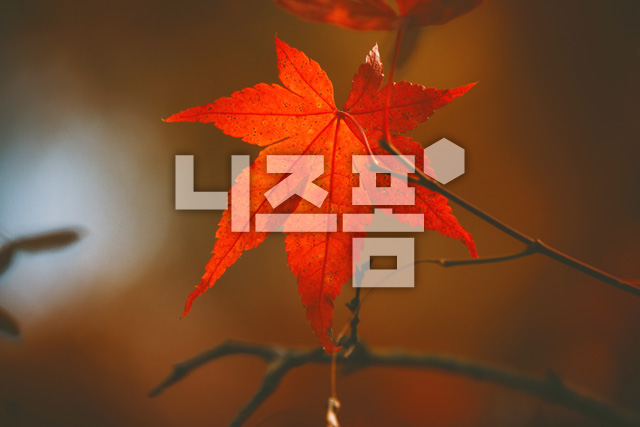 단풍잎 이미지 미리보기