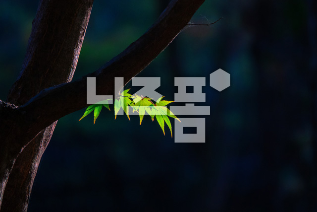 단풍잎 이미지 미리보기