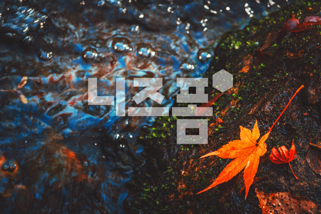계곡물과단풍잎 이미지 미리보기