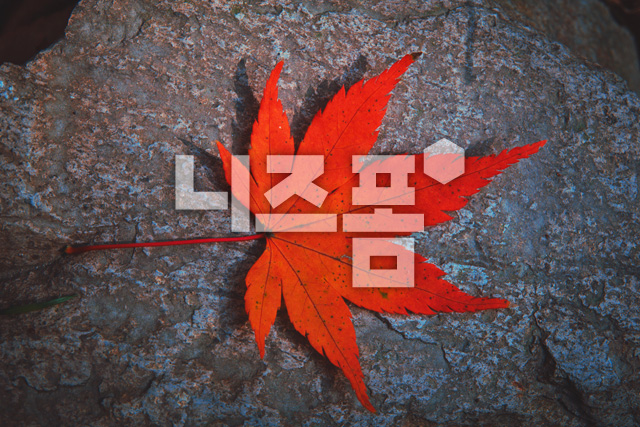 단풍잎 이미지 미리보기