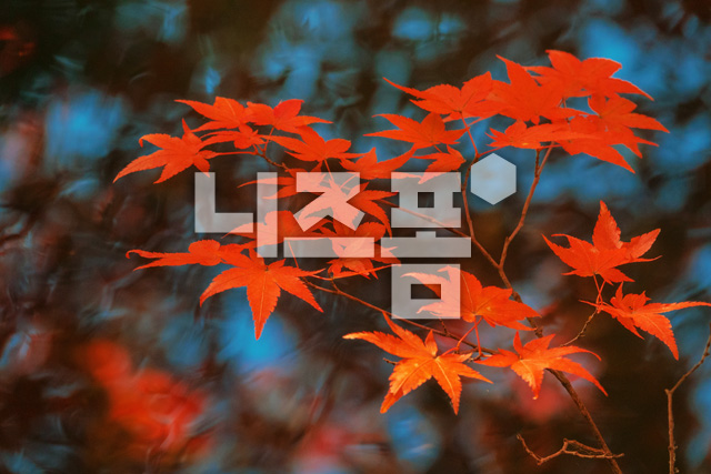 단풍잎 이미지 미리보기
