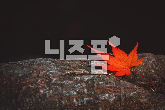 바위위에단풍잎 이미지 미리보기